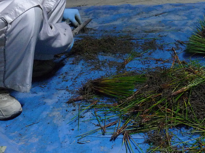 い草苗を分ける作業は一つ一つ手作業です